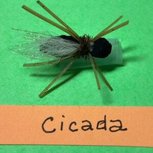 Cicada