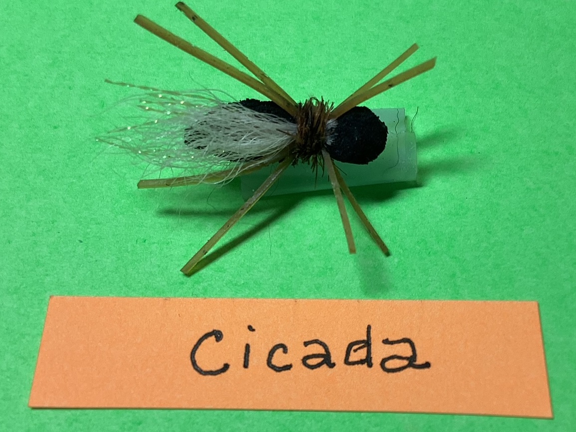 Cicada