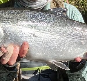 2025 SCFF Annual Fundraiser - Feb 1st, 5-9 pm