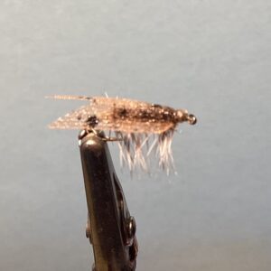 Web Wing Caddis