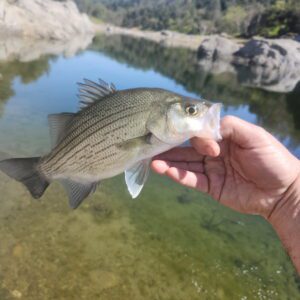 -CANCELED- Nacimiento River Camp & Fishout