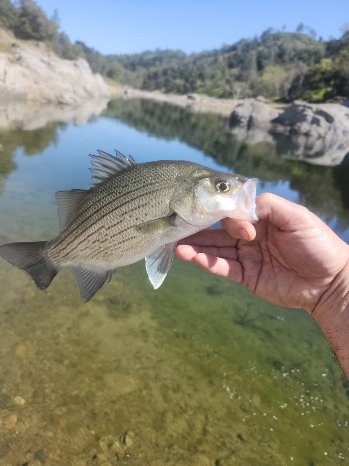 Nacimiento River Camp & Fishout